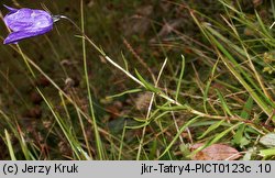 Campanula scheuchzeri (dzwonek Scheuchzera)