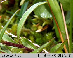 Campanula scheuchzeri (dzwonek Scheuchzera)