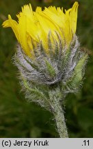 Hieracium villosum (jastrzębiec kosmaty)