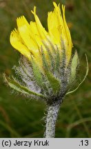 Hieracium villosum (jastrzębiec kosmaty)