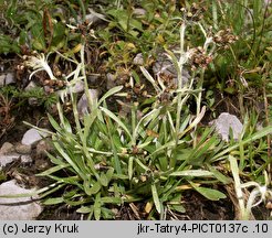 Gnaphalium hoppeanum (szarota Hoppego)