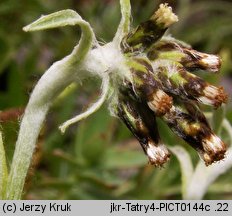 Gnaphalium hoppeanum (szarota Hoppego)