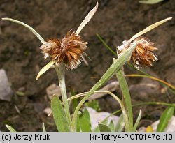 Gnaphalium hoppeanum (szarota Hoppego)