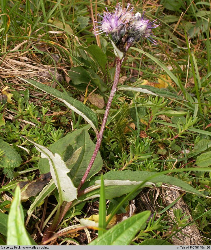 Saussurea alpina (saussurea alpejska)