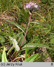 Saussurea alpina (saussurea alpejska)