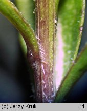 Campanula scheuchzeri (dzwonek Scheuchzera)