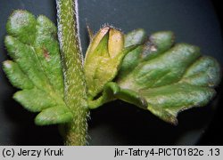 Euphrasia tatrae (świetlik tatrzański)