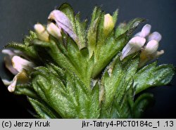 Euphrasia tatrae (świetlik tatrzański)