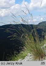 Festuca tatrae (kostrzewa tatrzańska)