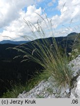 Festuca tatrae (kostrzewa tatrzańska)