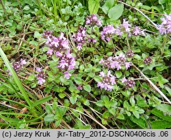 Thymus pulcherrimus (macierzanka nadobna)