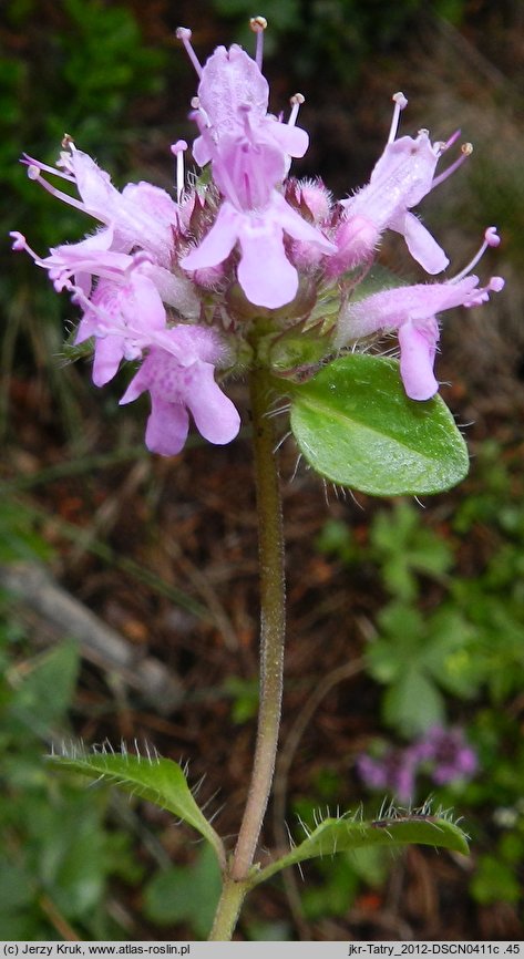 Thymus pulcherrimus (macierzanka nadobna)