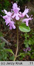 Thymus pulcherrimus (macierzanka nadobna)