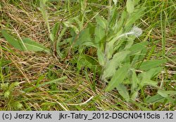 Hieracium villosum (jastrzębiec kosmaty)