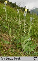 Hieracium villosum (jastrzębiec kosmaty)