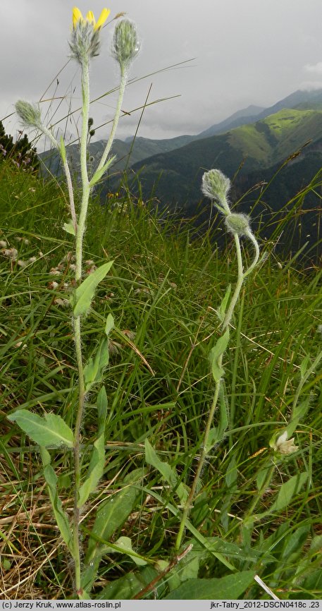 Hieracium villosum (jastrzębiec kosmaty)