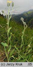 Hieracium villosum (jastrzębiec kosmaty)