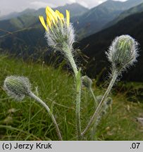 Hieracium villosum (jastrzębiec kosmaty)