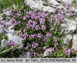 Thymus pulcherrimus (macierzanka nadobna)