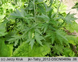 Delphinium elatum (ostróżka wyniosła)