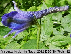 Delphinium elatum (ostróżka wyniosła)