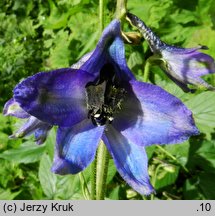 Delphinium elatum (ostróżka wyniosła)