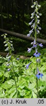 Delphinium elatum (ostróżka wyniosła)