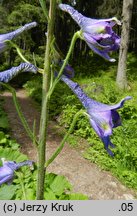 Delphinium elatum (ostróżka wyniosła)