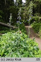 Delphinium elatum (ostróżka wyniosła)