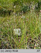 Eleocharis quinqueflora (ponikło skąpokwiatowe)