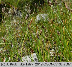 Eleocharis quinqueflora (ponikło skąpokwiatowe)