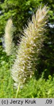 Phleum rhaeticum (tymotka halna)