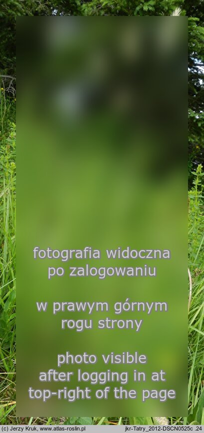 Phleum rhaeticum (tymotka halna)