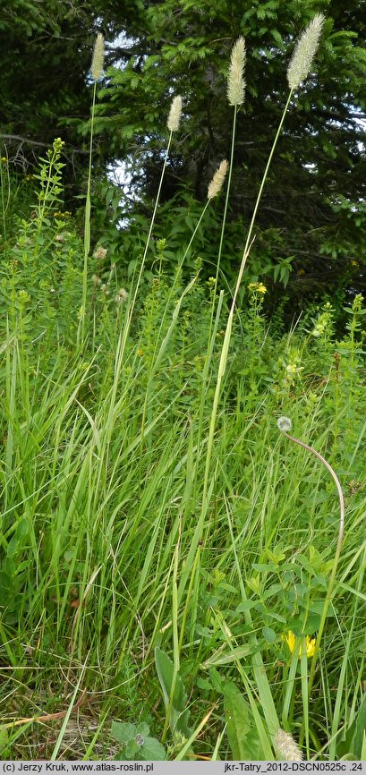 Phleum rhaeticum (tymotka halna)