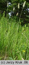 Phleum rhaeticum (tymotka halna)