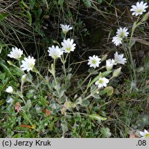 Cerastium eriophorum (rogownica watowata)