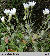 Cerastium eriophorum (rogownica watowata)