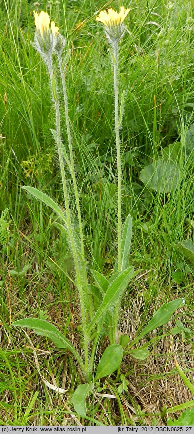 Hieracium crassipedipilum