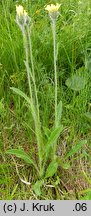 Hieracium crassipedipilum