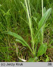 Hieracium crassipedipilum