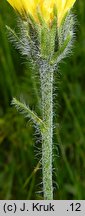 Hieracium crassipedipilum