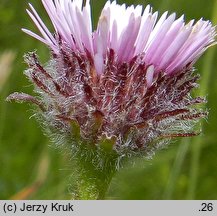 Erigeron hungaricus (przymiotno węgierskie)