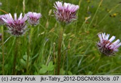 Erigeron hungaricus (przymiotno węgierskie)