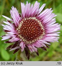 Erigeron hungaricus (przymiotno węgierskie)