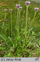 Erigeron hungaricus (przymiotno węgierskie)