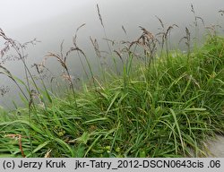 Trisetum fuscum (konietlica karpacka)