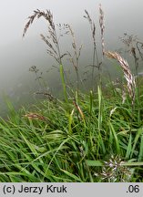 Trisetum fuscum (konietlica karpacka)