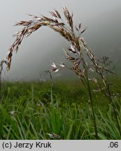 Trisetum fuscum (konietlica karpacka)