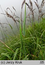 Trisetum fuscum (konietlica karpacka)