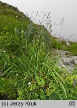 Trisetum fuscum (konietlica karpacka)